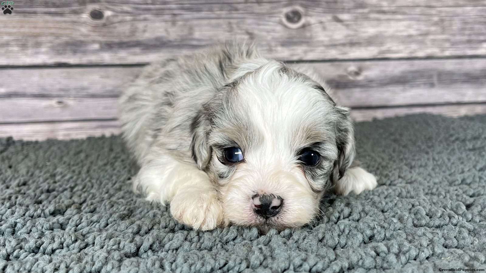 Aussiedoodles Breeders